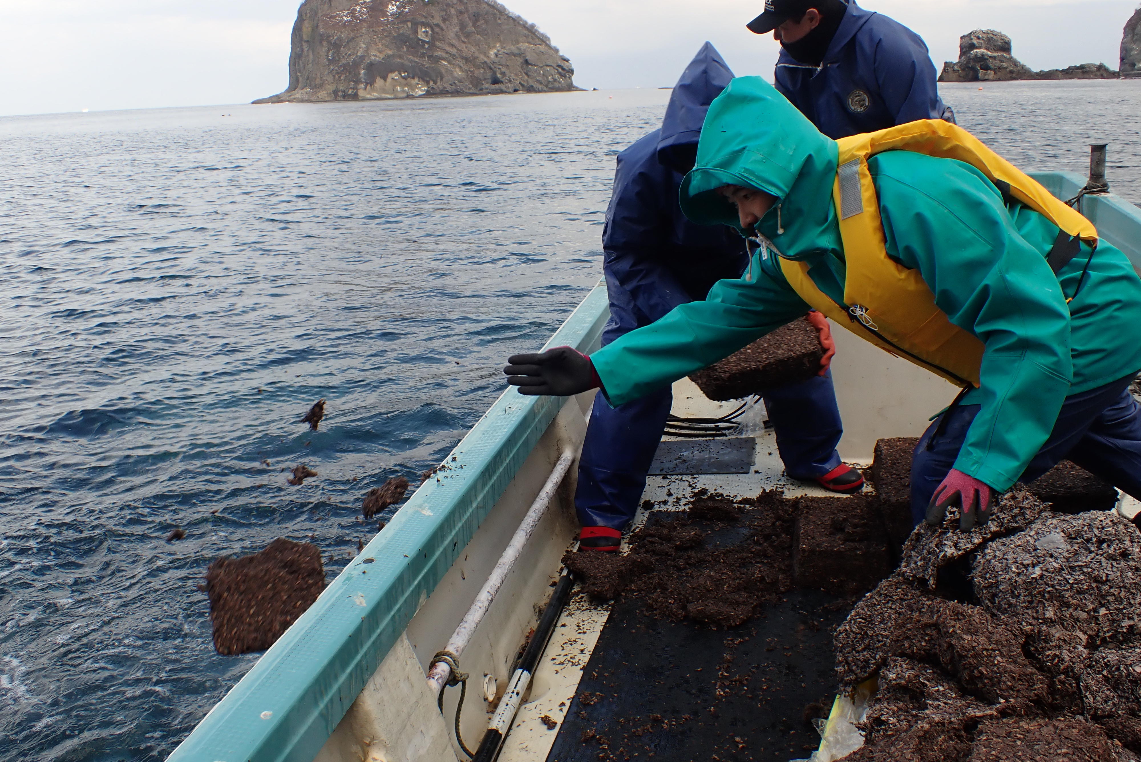 現場で肥料を設置する作業の様子