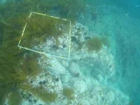 ドローンや潜水によるモニタリング風景